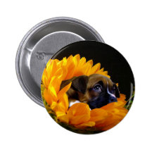 Boxer puppy in Sunflower button