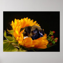 Boxer puppy in sunflower poster