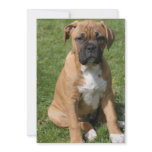 Boxer Puppy Invitation