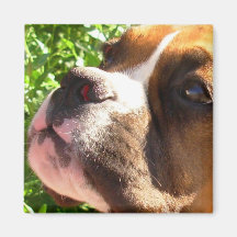 Boxer puppy magnet