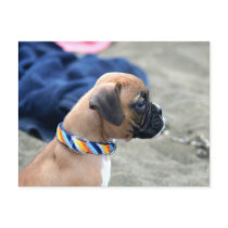 Boxer Puppy Postcard