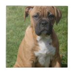Boxer Puppy Tile