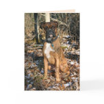 Boxer Woods Walk cards