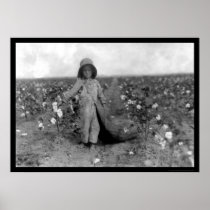 Boy Picking Cotton in Comanche, OK 1916