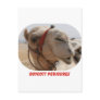 Boycott Pedicures Postcards