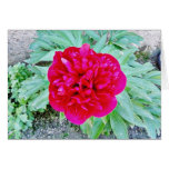 Bozur Greeting Cards