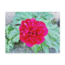 Bozur Postcards
