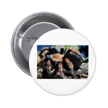 Brachypelma boehmei button