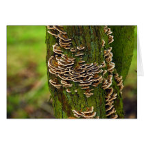 Bracket Funghi Card