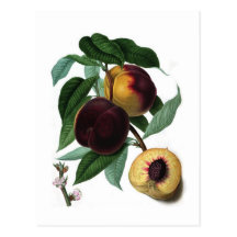 Braddick's American Peach Post Cards