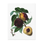 Braddick's American Peach Post Cards