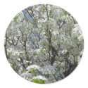 Bradford Pear in Bloom stickers