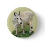 Brahman Cattle buttons