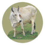Brahman Cattle stickers