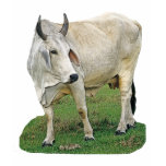 Brahman Cattle t-shirts