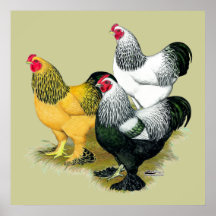 Brahmas Three Roosters Print