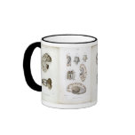 Brain anatomy print mug