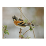 Brambling postcard
