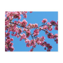 Branch of Cherry Blossoms Postcards
