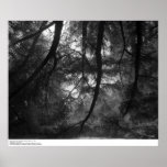 Branches, into sun, UC Santa Cruz, 1963 Posters
