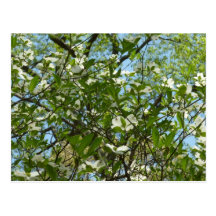 Branches of Dogwood Blossoms Postcard