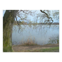 Branches Of Interest Photo