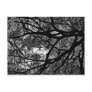 Branches post card