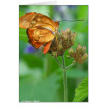 Brand new hatched butterfly baby, orange wings cards