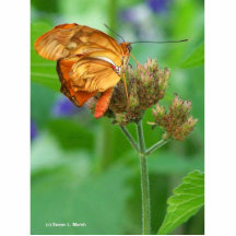 Brand new hatched butterfly baby, orange wings cut outs
