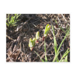 Brand-new milkweed plants postcard
