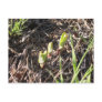 Brand-new milkweed plants postcard