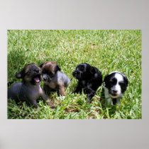 Brandy's 1st Litter 10