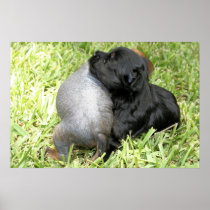 Brandy's 1st Litter 11
