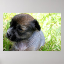 Brandy's 1st Litter 12