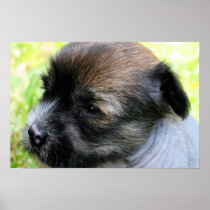 Brandy's 1st Litter 13