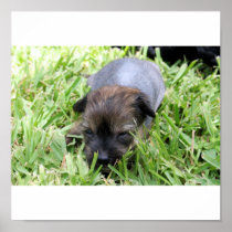 Brandy's 1st Litter 14