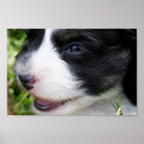 Brandy's 1st Litter 15