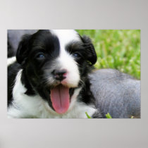 Brandy's 1st Litter 16
