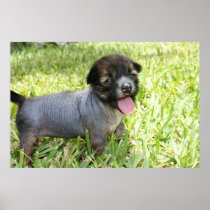 Brandy's 1st Litter 17