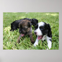 Brandy's 1st Litter 19