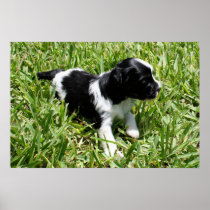 Brandy's 1st Litter 1