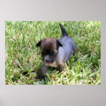 Brandy's 1st Litter 2