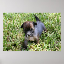 Brandy's 1st Litter 3