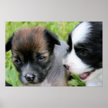 Brandy's 1st Litter 4