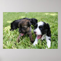 Brandy's 1st Litter 5