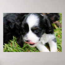 Brandy's 1st Litter 6