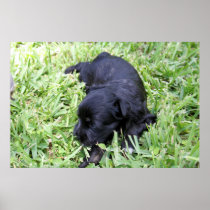 Brandy's 1st Litter 7
