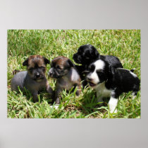 Brandy's 1st Litter 8