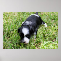 Brandy's 1st Litter 9