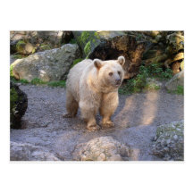 Braunbär Postkarten